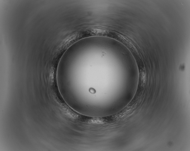 X0000096160668200801181226