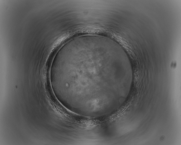 X0000096160679200801181225