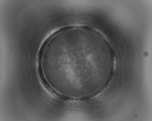 X0000096160726200801181224