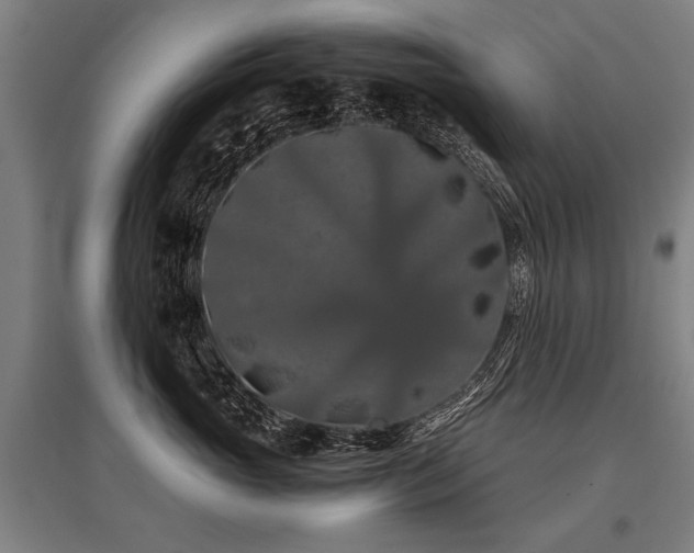 X0000096160765200801181224