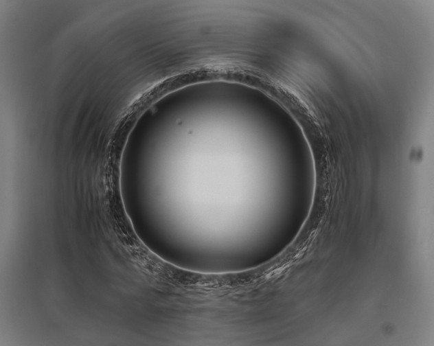 X0000096160776200801181224