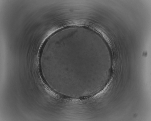 X0000096160779200801181224
