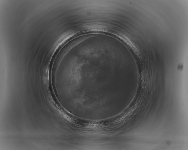X0000096160790200801181224