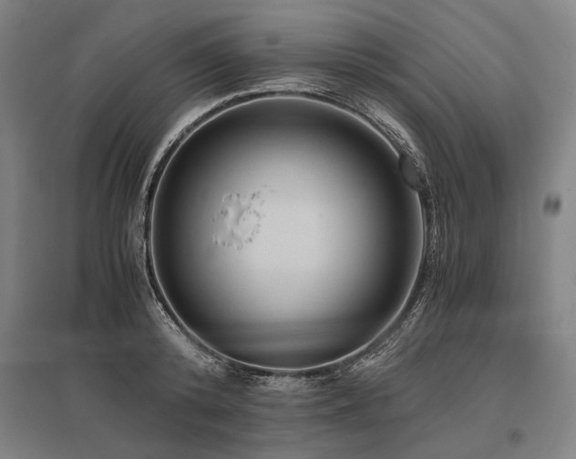 X0000096160800200801181223