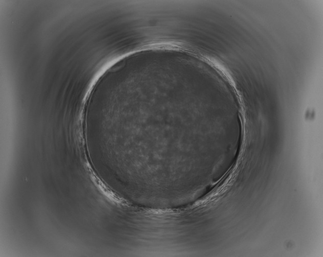 X0000096160816200801181223