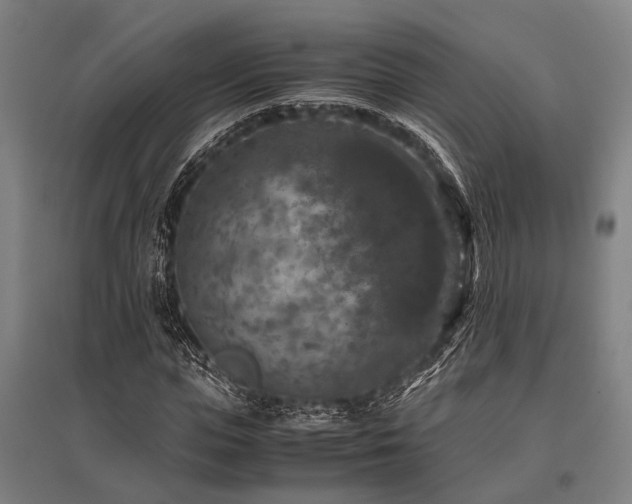 X0000096160823200801181223