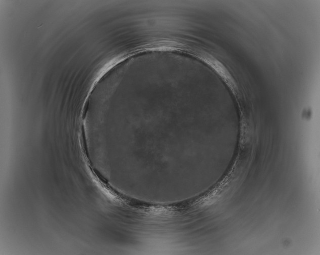 X0000096160850200801181223