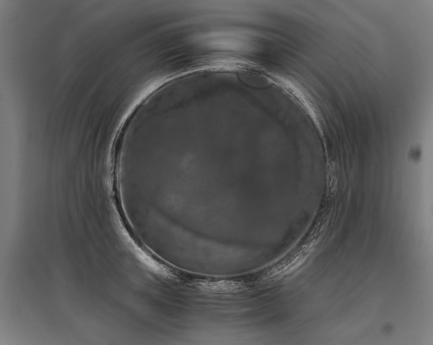 X0000096160851200801181223