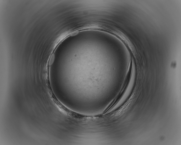 X0000096160858200801181223