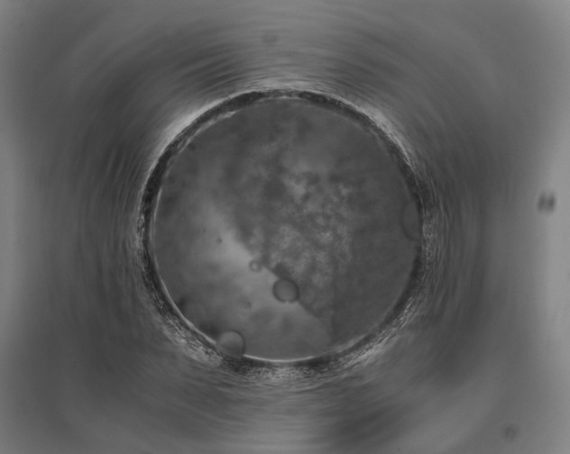 X0000096160879200801181222