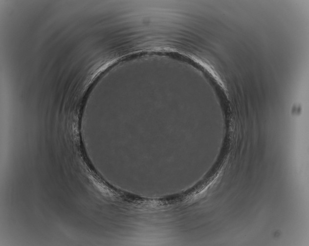 X0000096160881200801181222