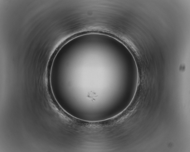 X0000096160888200801181222