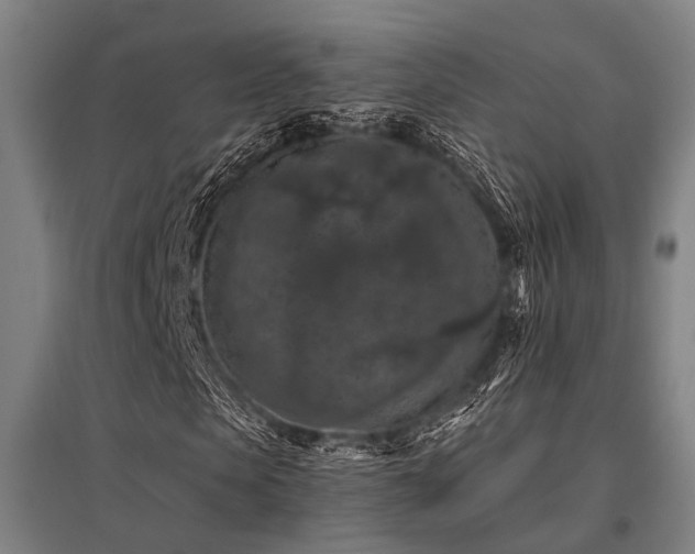 X0000096160913200801181221