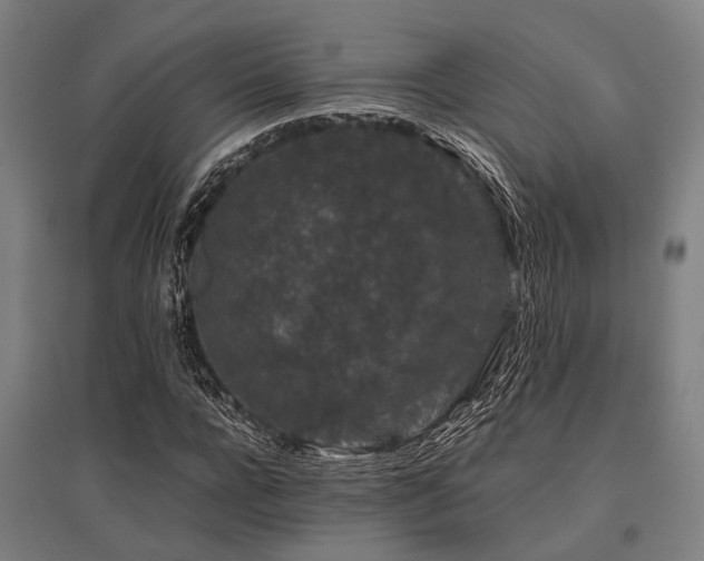 X0000096160920200801181221