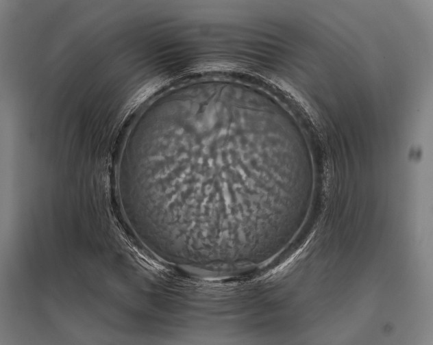 X0000096160921200801181221
