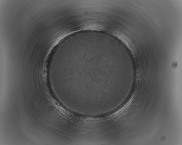 X0000096160923200801181221