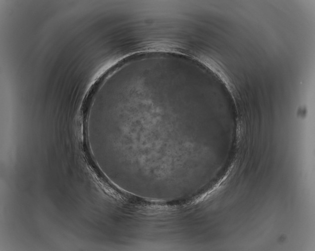 X0000096160925200801181221