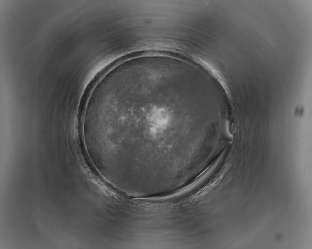 X0000096160928200801181221
