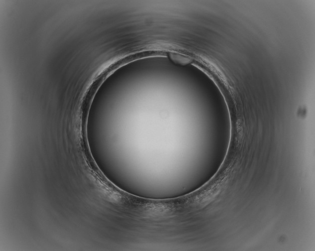 X0000096160931200801181221