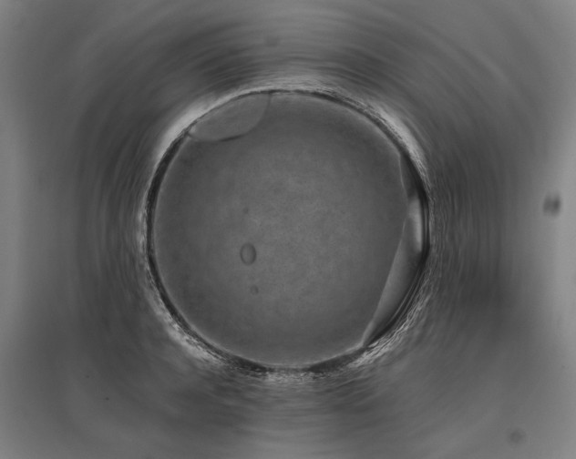 X0000096160944200801181222