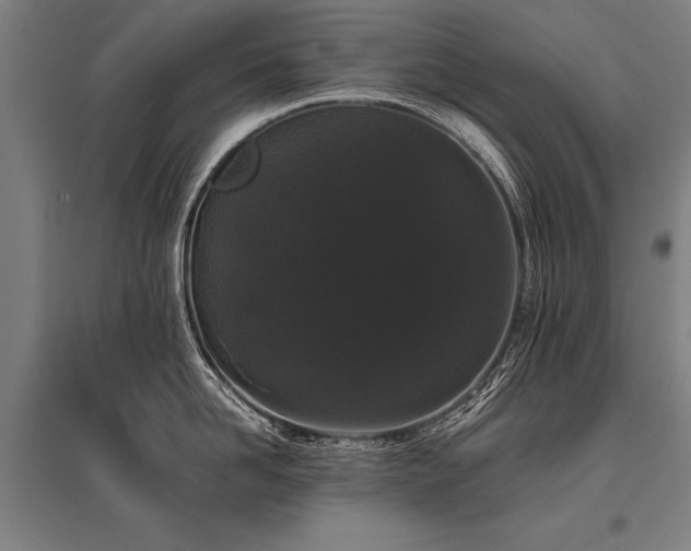 X0000096160958200801181222