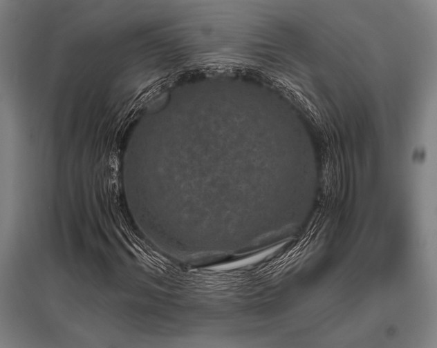 X0000096160964200801181221