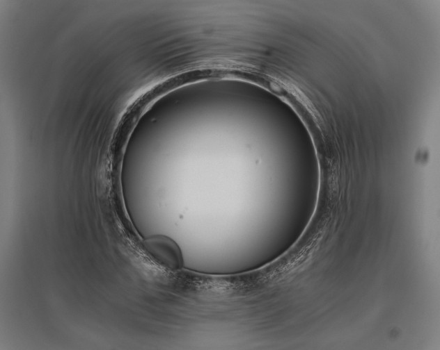 X0000096160971200801181221