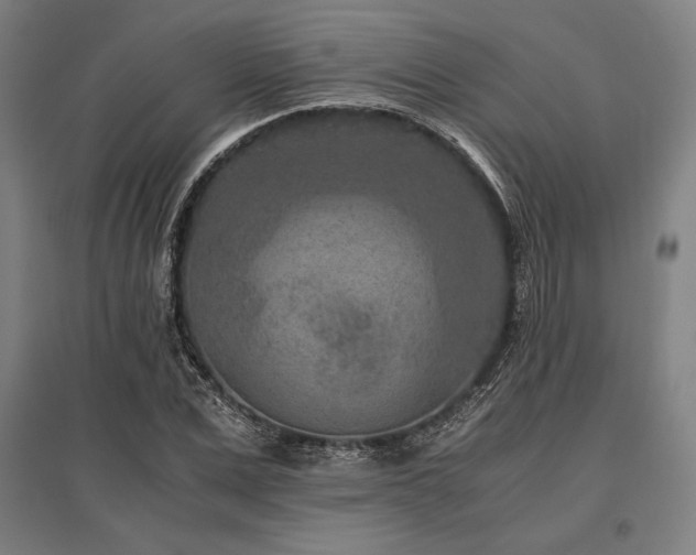 X0000096160975200801181221