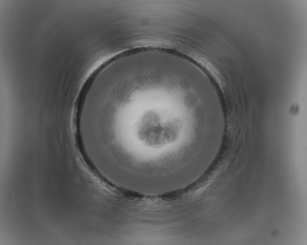 X0000096160983200801181221