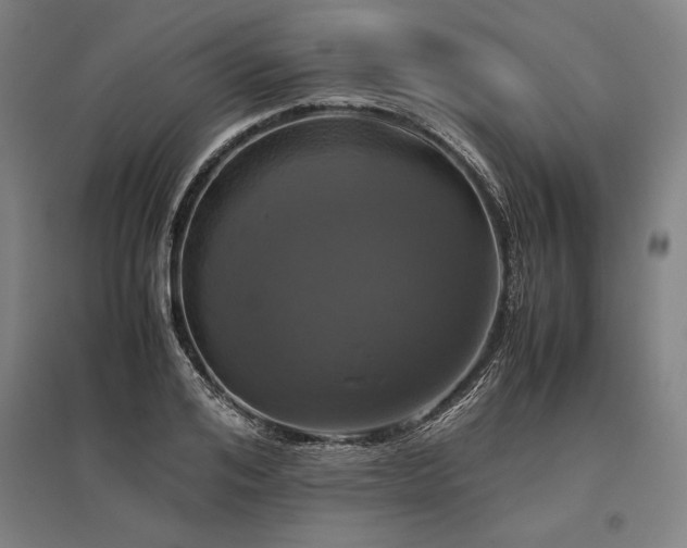 X0000096160984200801181221