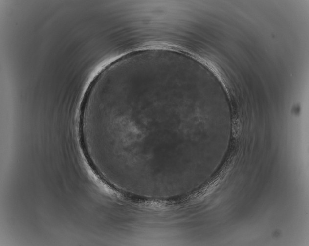X0000096160995200801181221