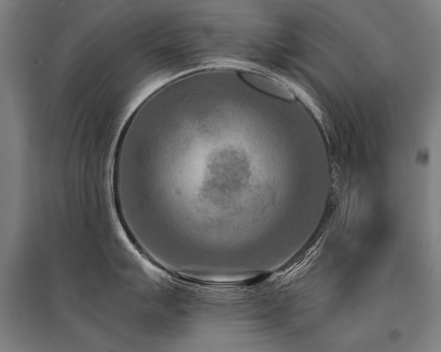 X0000096161007200801181221