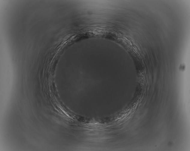 X0000096161009200801181220