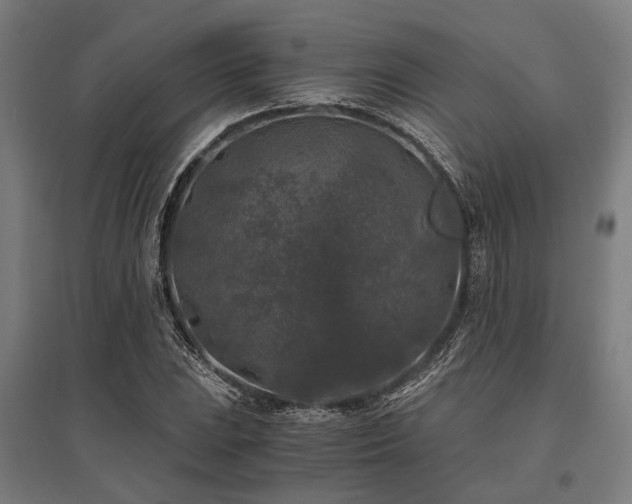 X0000096161023200801181220