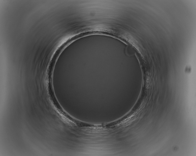 X0000096161024200801181220