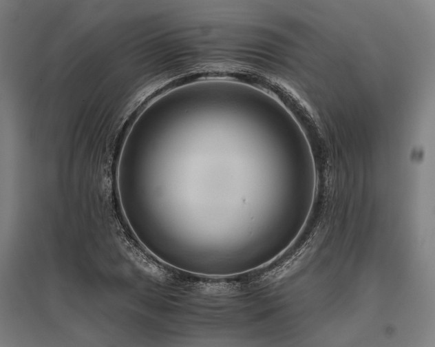 X0000096161025200801181220