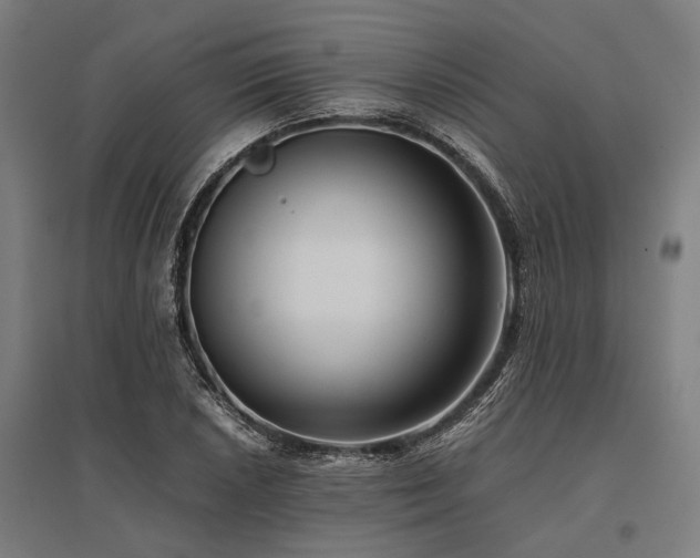 X0000096161026200801181220