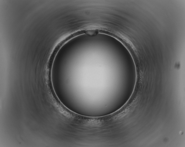 X0000096161029200801181220
