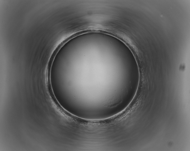 X0000096161032200801181220
