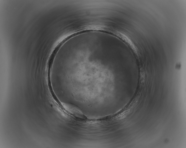 X0000096161035200801181220