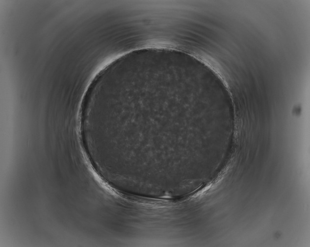 X0000096161037200801181220