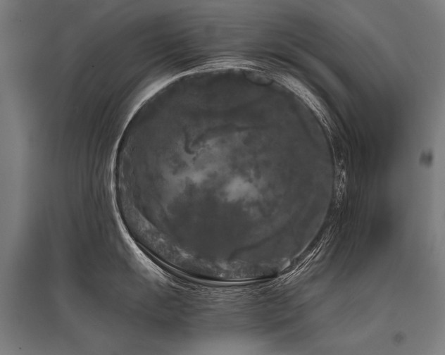 X0000096161055200801181220