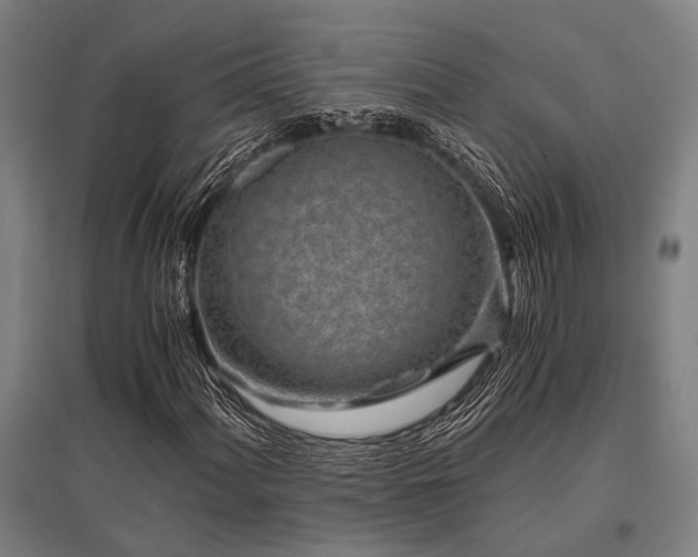 X0000096161060200801181220