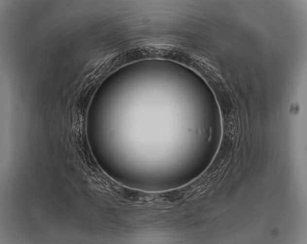 X0000096161061200801181220
