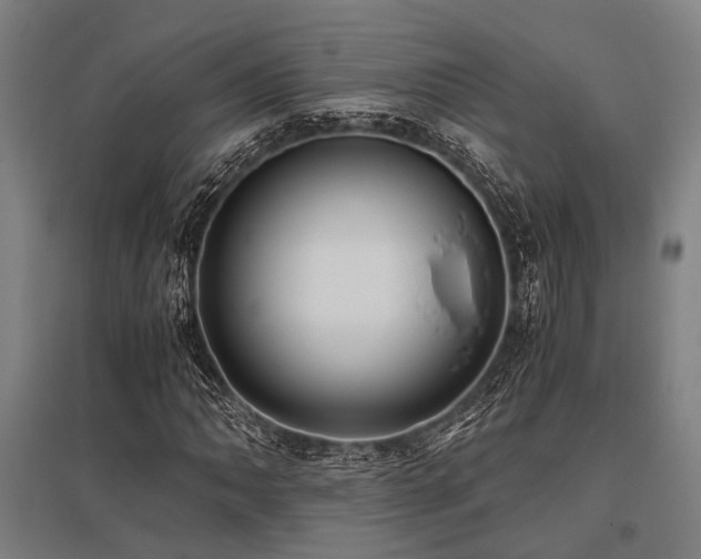 X0000096161062200801181220