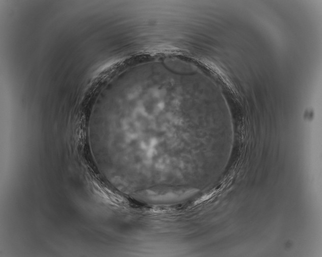 X0000096161063200801181220
