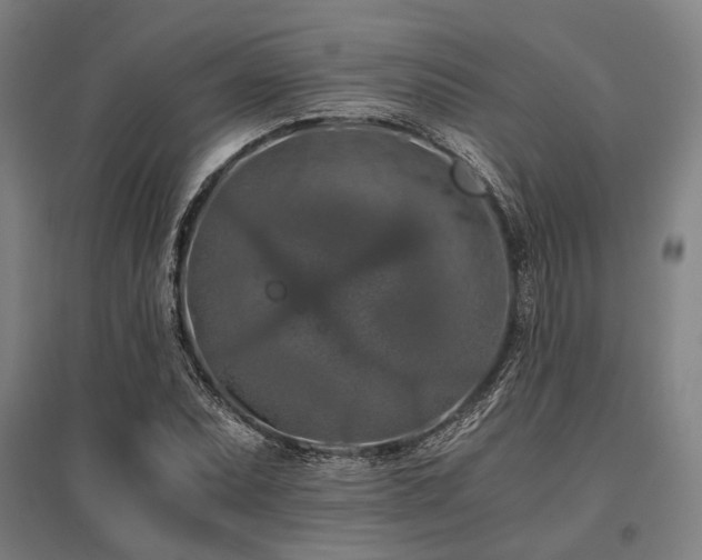 X0000096161071200801181220