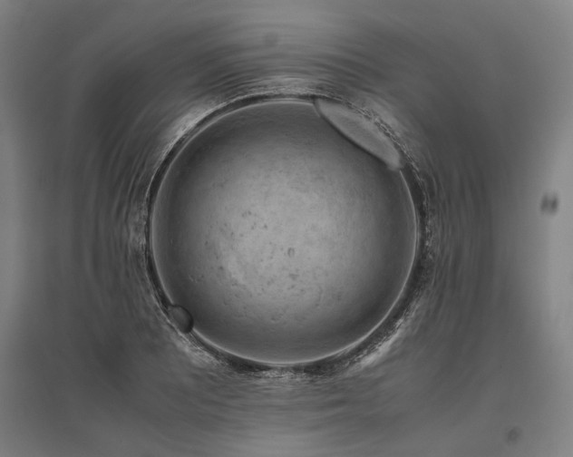 X0000096161081200801181219