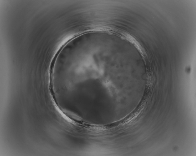 X0000096161095200801181219
