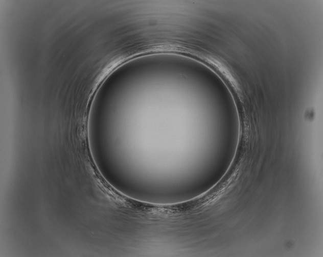 X0000096161097200801181219
